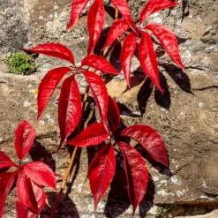 Mauerwein Red wall - Rote Wand in einer Saison