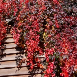 Mauerwein Red wall - Rote Wand in einer Saison