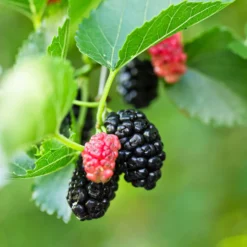 Maulbeere 'Mulle' - Süße Beeren ohne Aufwand
