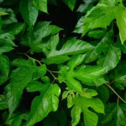 Maulbeere 'Mulle' - Süße Beeren ohne Aufwand