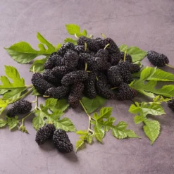 Maulbeere 'Mulle' - Süße Beeren ohne Aufwand