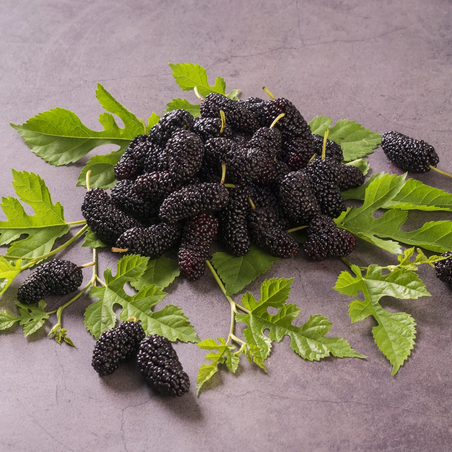 Maulbeere 'Mulle' - Süße Beeren ohne Aufwand