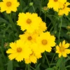 Mädchenauge ‘Etoile d'Or’ - Sonnengelb den ganzen Sommer