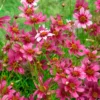 Mädchenauge ‘Heaven’s Gate’ - Rosa Blütenmeer den Sommer lang