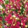 Mädchenauge Red Satin - Sommerlang leuchtend blühen