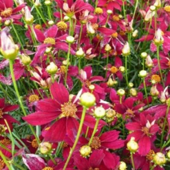 Mädchenauge Red Satin - Sommerlang leuchtend blühen