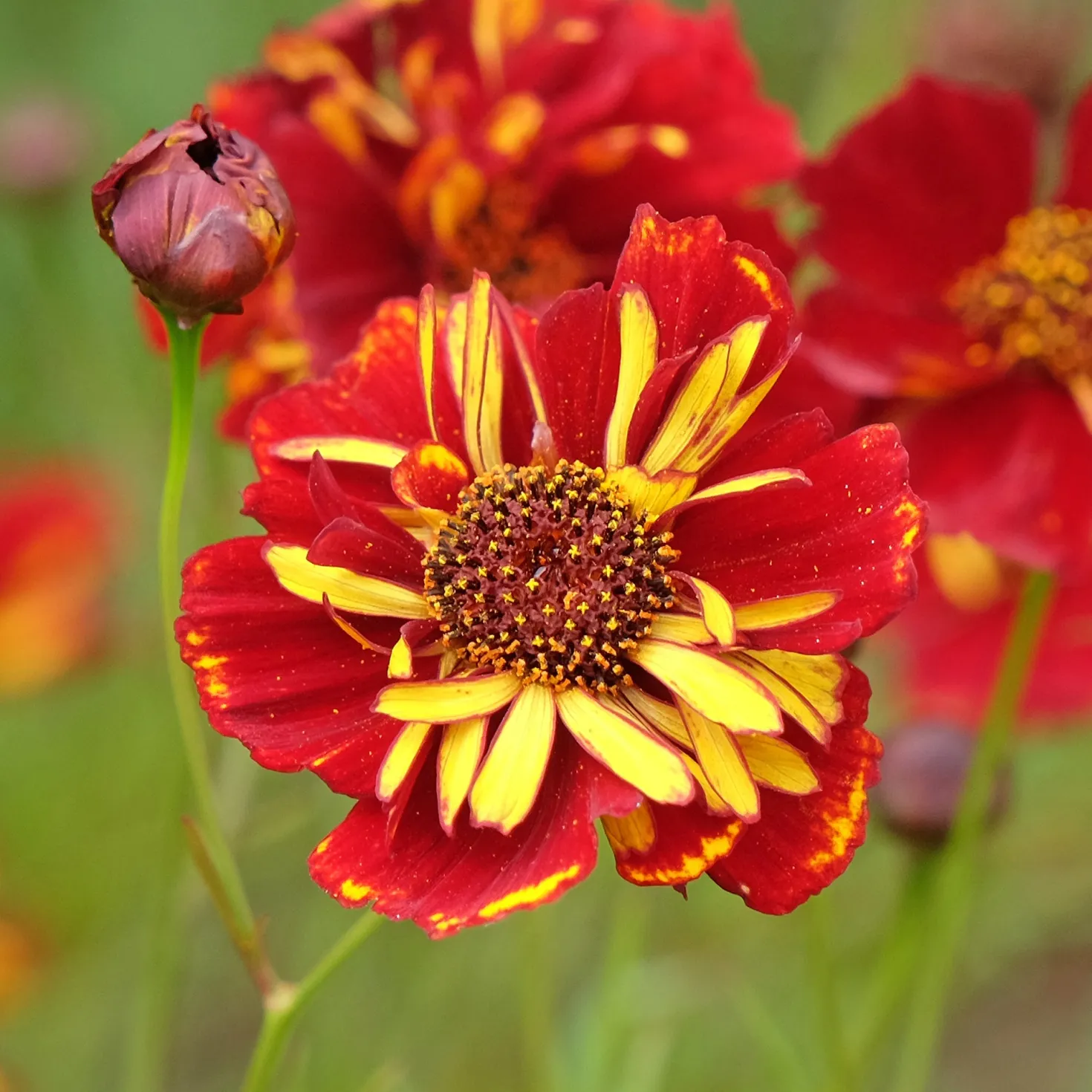 Mädchenauge Roulette - Bunte Blüten den ganzen Sommer