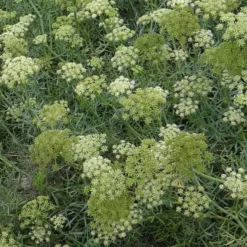 Meerfenchel - Salzig, essbar, pflegeleicht