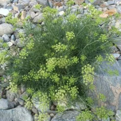 Meerfenchel - Salzig, essbar, pflegeleicht