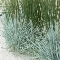 Meerroggen Blue Dune - Blaues Gras, sofort im Blick