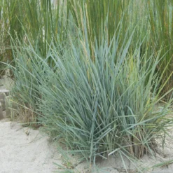 Meerroggen Blue Dune - Blaues Gras, sofort im Blick