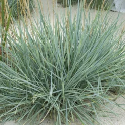 Meerroggen Blue Dune - Blaues Gras, sofort im Blick