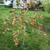 Mehlbeere ‘Lutescens’ - Silbriges Laub, robuste Wirkung