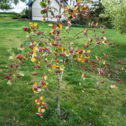 Mehlbeere ‘Lutescens’ - Silbriges Laub, robuste Wirkung