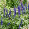 Mehlsalbei - Blaue Blüten den ganzen Sommer