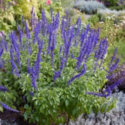Mehlsalbei - Blaue Blüten den ganzen Sommer