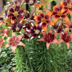 Mehrfarbige Lilien Mischung (x5) - Fünf Farben, ein Sommer