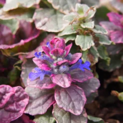 Mehrfarbiger Günsel Burgundy Glow - Farbteppich ohne Aufwand