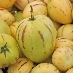Melonenbirne - Exotische Ernte ganz einfach