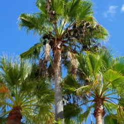 Mexikanische Fächerpalme - Urlaubsfeeling für zuhause
