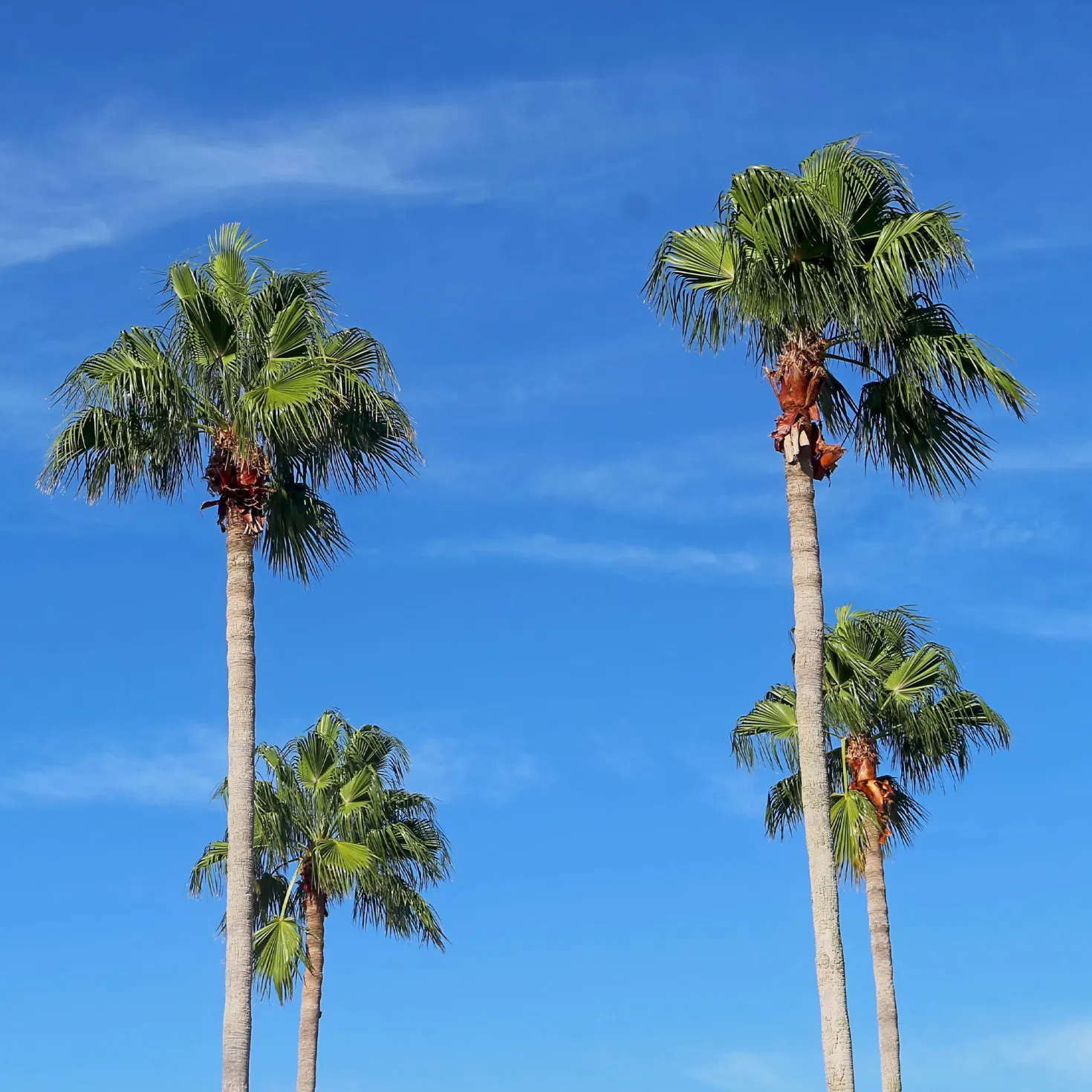 Mexikanische Fächerpalme - Urlaubsfeeling für zuhause