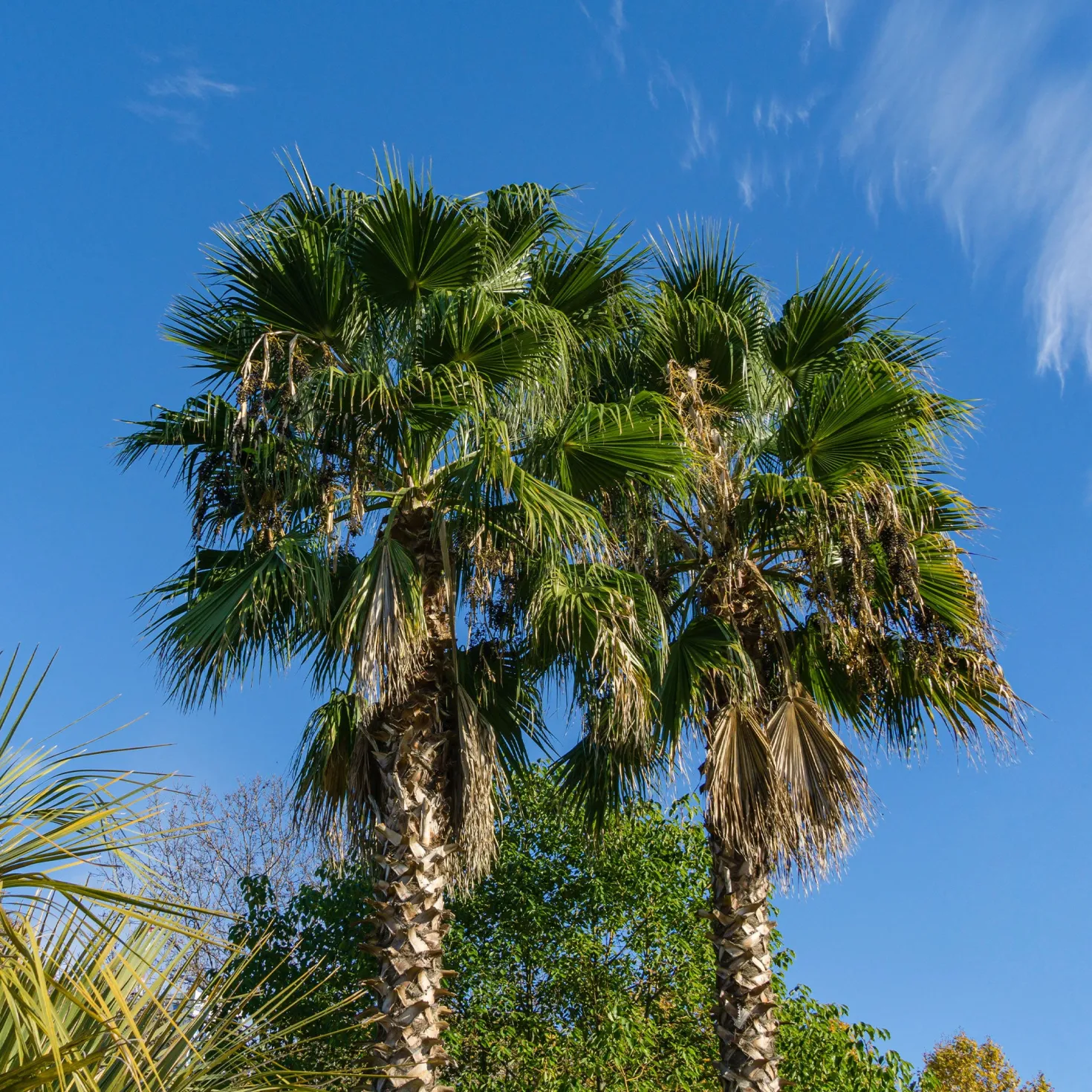 Mexikanische Fächerpalme - Urlaubsfeeling für zuhause