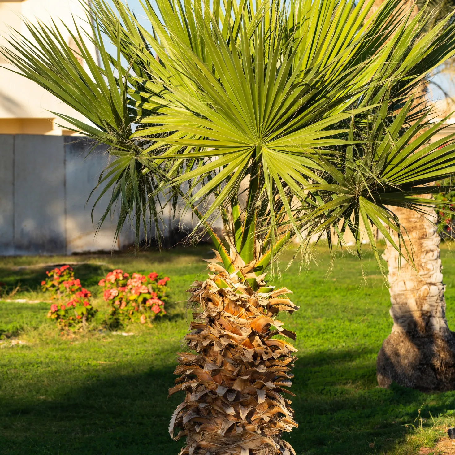 Mexikanische Fächerpalme - Urlaubsfeeling für zuhause