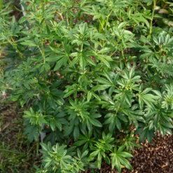 Mexikanische Orangenblume 'Greenfingers'® - Duftende Blüten das ganze Jahr