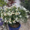 Mexikanische Orangenblume Little Bee - Duft und Blüten ohne Aufwand