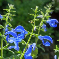 Mexikanischer Salbei - Sattes Blau den ganzen Sommer