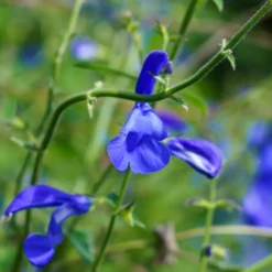 Mexikanischer Salbei - Sattes Blau den ganzen Sommer