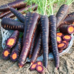 Möhre ‘Purple Haze’ F1 - Violett außen, orange innen