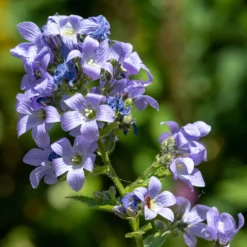 Milchige Glockenblume Prichards Variety - Blaue Blütenwolke im Beet