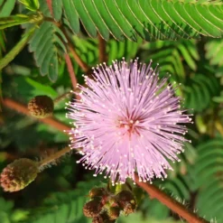 Mimose pudica (Sinnpflanze) - Blätter, die sich bewegen