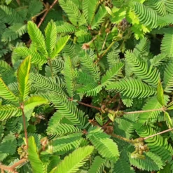 Mimose pudica (Sinnpflanze) - Blätter, die sich bewegen