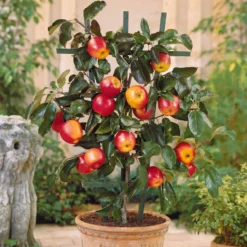 Mini Apfelbaum Gala - Eigene Äpfel vom Balkon