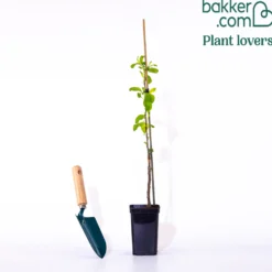Mini Apfelbaum Gala - Eigene Äpfel vom Balkon