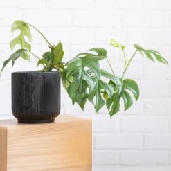 Mini gatenplant - Grün mit Dschungel-Effekt