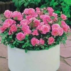 Minirosen ‘Randilla’ rosa (x3) - Blüten von Juni bis Oktober