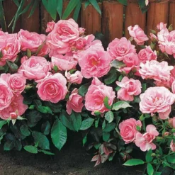Minirosen ‘Randilla’ rosa (x3) - Blüten von Juni bis Oktober