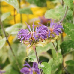 Minzblatt-Bergamotte - Duft, Tee und Bienen