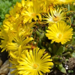 Mittagsblume - Blütenteppich für die Sonne