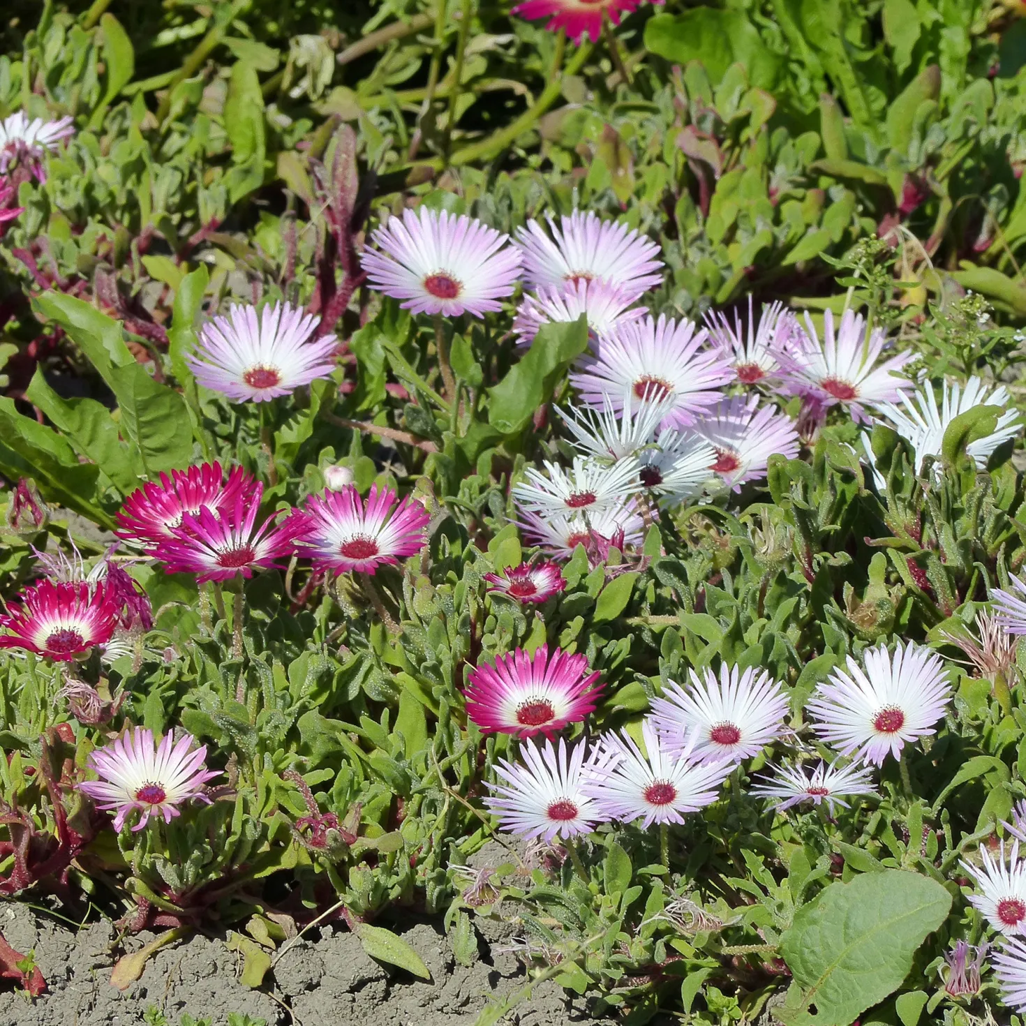 Mittagsblumen Mischung - Farbteppich für die Sonne