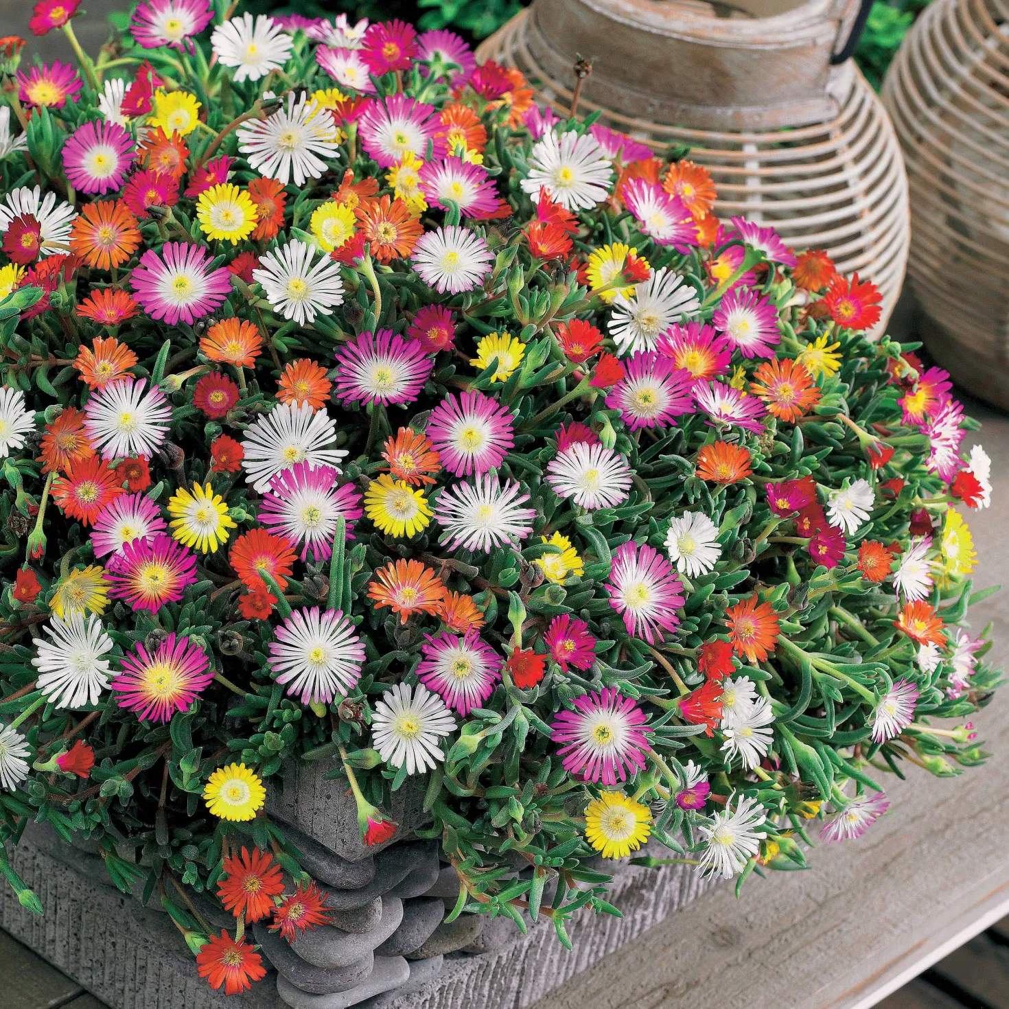 Mittagsblumen Mischung (x3) - Blütenteppich in der Sonne