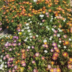 Mittagsblumen Mischung (x3) - Blütenteppich in der Sonne
