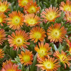 Mittagsblume ‘Wheels of Wonder’® Orange - Ein Teppich aus Orange