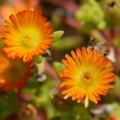 Mittagsblume ‘Wheels of Wonder’® Orange - Ein Teppich aus Orange