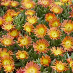 Mittagsblume ‘Wheels of Wonder’® Orange - Ein Teppich aus Orange