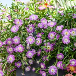 Mittagsblume Wheels of Wonder® Violet - Blütenteppich ohne Aufwand
