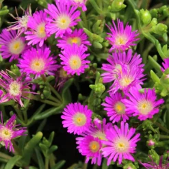 Mittagsblume Wheels of Wonder® Violet - Blütenteppich ohne Aufwand